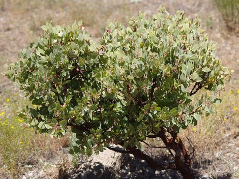 Here is a 10 year old Los Angeles manzanita. The original plant was along Kanan Rd. and was only 3 feet tall. - grid24_12