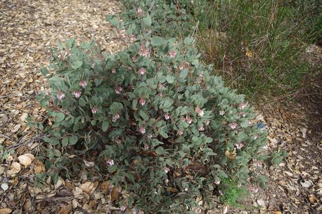 Arctostaphylos glandulosa adamsii makes a little gray bush that can be used as a ground cover. - grid24_12