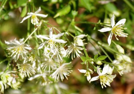 The Clematis flowers are delicate and spread all over the vine as they crawl along your fence or trellis. - grid24_12