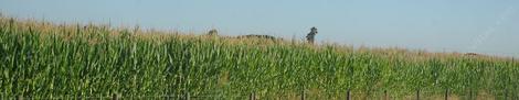 A field of corn south of Lemoore - grid24_12