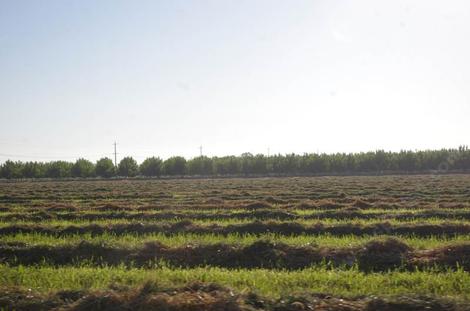 A field of cut hay south of Lemoore - grid24_12