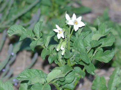 White potato flowers. - grid24_12