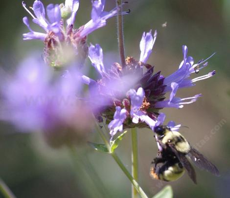 Bombus crotchii, Orange rump bumblebee pollinating a Salvia clevelandii Alpine. - grid24_12