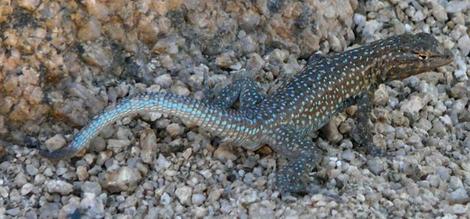 Some of the subspecies of Side Splotched lizard are very different. - grid24_12