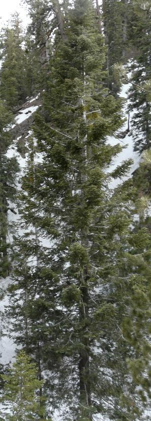 White fir in the Mt. Pinos area. Incredibly slow for us. - grid24_12