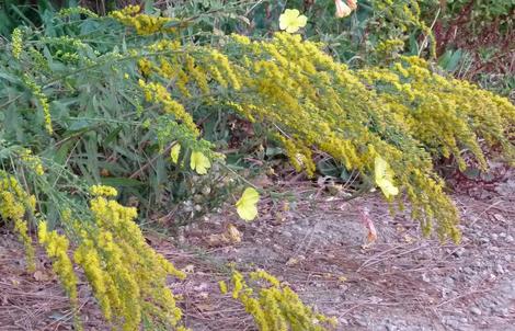 California Goldenrod is native on the Santa Margarita nursery site. It grows on a north slope in red clay and in most gravel. - grid24_12