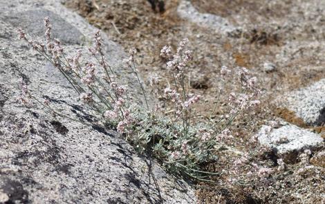 Wright;s buckwheat is SO cute. It can work very well in a small rock garden. - grid24_12