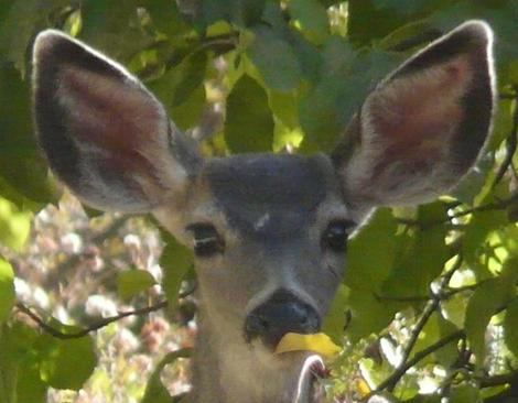 A young Mule deer, Odocoileus hemionus browsing an apple tree. Some of the typos when I'm tired are funny. It should have been deer browsing, not beer browsing in file name. - grid24_12
