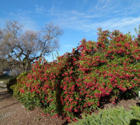 A 100ft hedge of Toyon, Heteromeles arbutifolia, as a privacy screen between a house and the street.  Toyon used to cover most of the hills around Los Angeles. - grid24_12