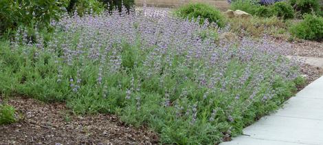 Salvia Gracias in a garden in North San luis obispo county. - grid24_12