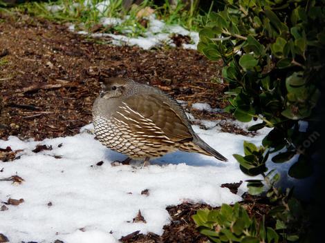 A fluffed up Quail standing in a spot of snow. - grid24_12