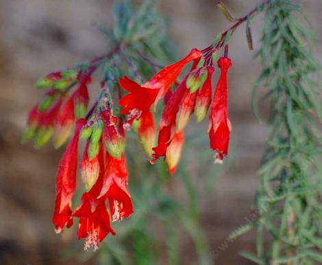 The flowers on Zauschneria cana are a little different from most California fuchsias. Hard to believe that these flowers used toi cover the hills around Los Angeles. - grid24_12