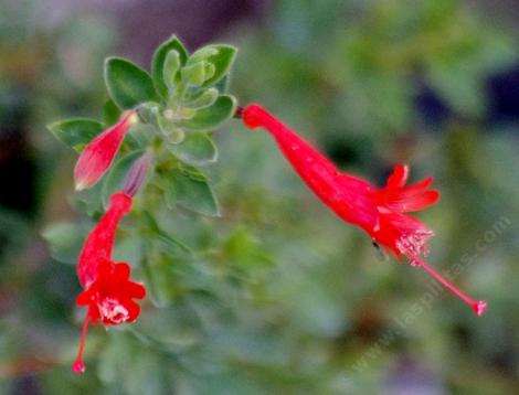 This California fuchsia was up in the rocks at the top of the subdivision at Mt. Laguna. - grid24_12