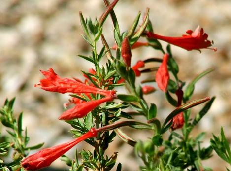 This California fuchsia is liked by hummingbirds. - grid24_12