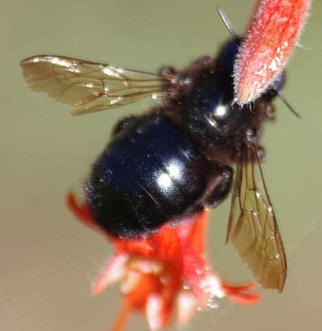 Xylocopa tabaniformis orpifex, Little Carpenter Bee robbing nectar from a California Fuchsia - grid24_12