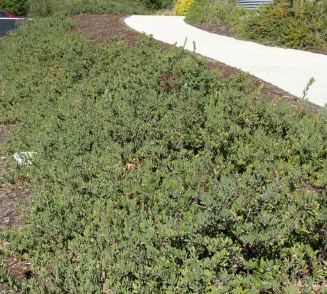 Arctostaphylos Pacific Mist grows as a relatively flat ground cover  with a gray tinge. Excellent native  replacement for Iceplant. There are only about 5 plants below the walkway. - grid24_12