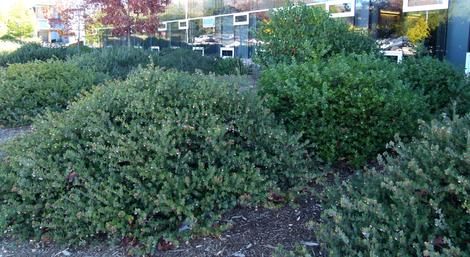Arctostaphylos John Dourley as a mounding ground cover. shown here at Cal Poly San Luis Obispo. - grid24_12