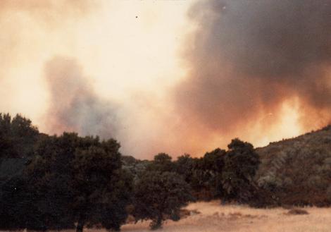 The fire that burned all the manzanitas(the gray spots) behind Las Pilitas nursery in 1979. - grid24_12