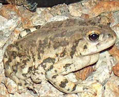 Bufo boreas halophilus is also known as Anaxyrus boreas halophilus,  California Toad - grid24_12