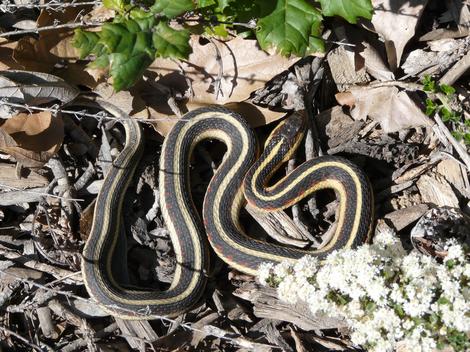 Thamnophis sirtalis fitchi - Valley Gartersnake coiled up - grid24_12