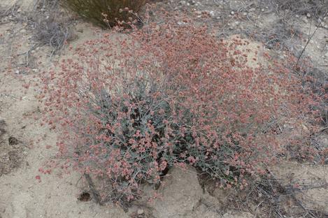 Ashley Leaf Buckwheat, Eriogonum cinereum in the ground at the Santa Margarita nursery. - grid24_12