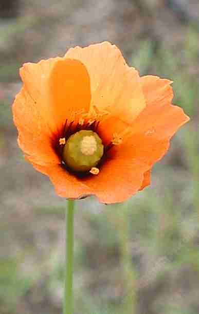 Fire Poppy, Papaver californicum used to cover vast areas of California in the few years when California had massive fires(every few centuries.) - grid24_12