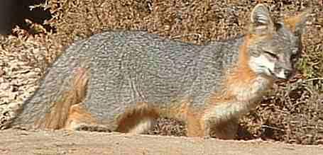 One of the gray foxes in the area. Native animals need native plants. - grid24_12
