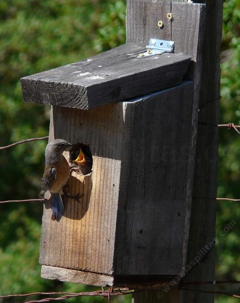 A Western Bluebird feeding young in a nesting box at Las Pilitas Nursery - grid24_12