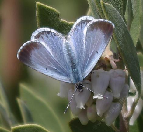 Spring Azure Butterfly, Celastrina ladon sunning on a Arctostaphylos pungens - grid24_12