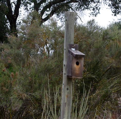 This bird house was used by the Western Blue Birds one year, a Ash Throated Flycatcher the next. - grid24_12
