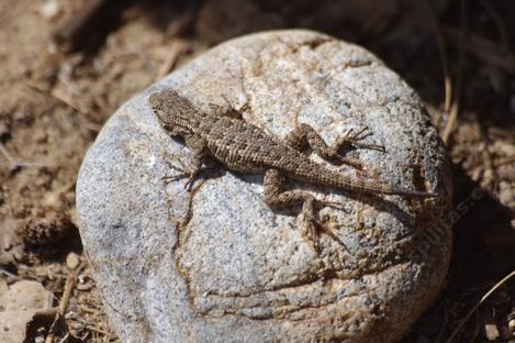A little western Fence Lizard basking on a 4 inch rock by the nursery steps. - grid24_12