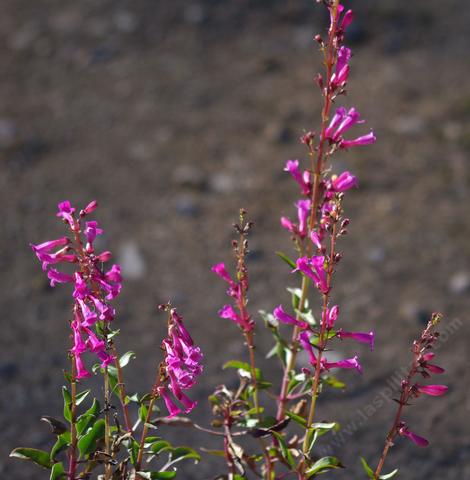 A few plants of the Penstemon clevelandii var connatus,  San Jacinto beardtongue - grid24_12