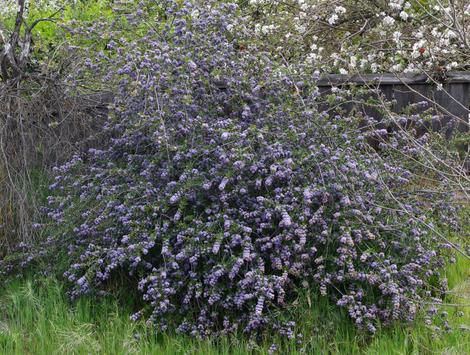 A thirty year old Ceanothus Mills Glory. No water and in a yard filled with weeds. - grid24_12