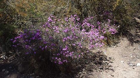 Leptodactylon californicum,  Prickly Phlox in the chaparral. - grid24_12