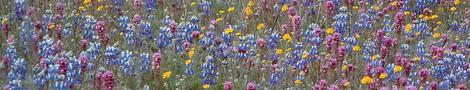 Pin cushion flower, Field Lupine, Owls Clover and Pop Corn are native California  wildflowers. - grid24_12