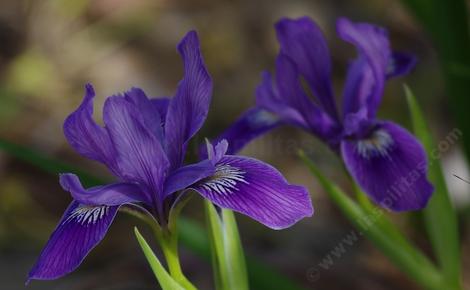 Iris douglasiana,  Douglas Iris, dark purple form - grid24_12