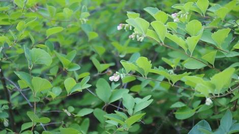 Symphoricarpos albus laevigatus, Common Snowberry. makes a green thicket. - grid24_12