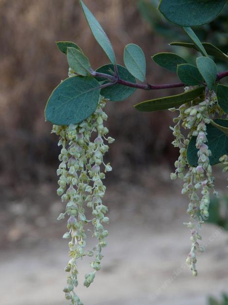 Garrya flavescens pallida Pale Ashy Silk-tassel Bush with the male flowers  (catkins) - grid24_12