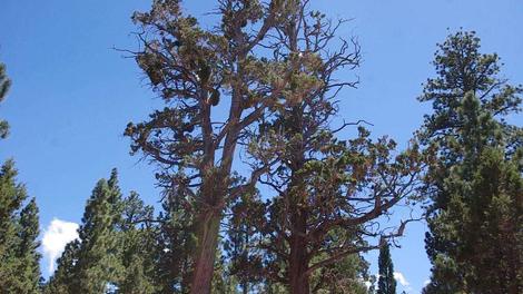  Juniperus occidentalis,  Western Juniper.  - grid24_12