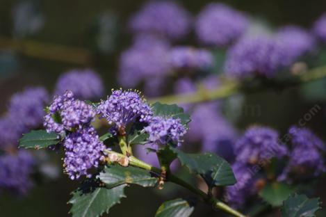 Ceanothus Mills Glory has beautiful purple flowers. - grid24_12