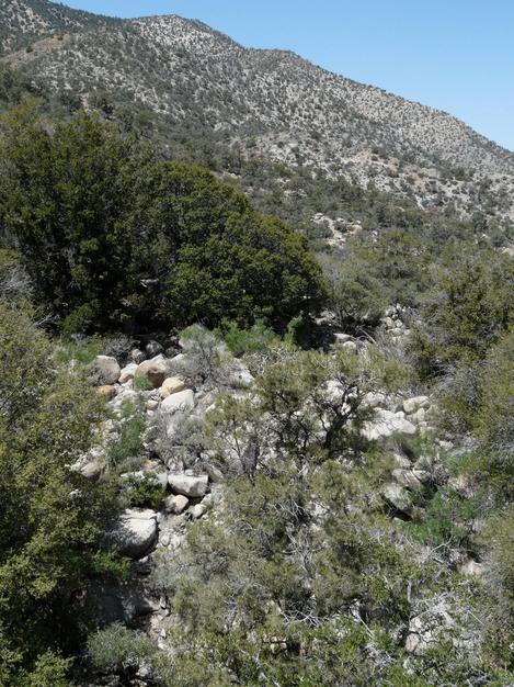 Quercus chrysolepis., Canyon Live Oak along the desert edge. - grid24_12