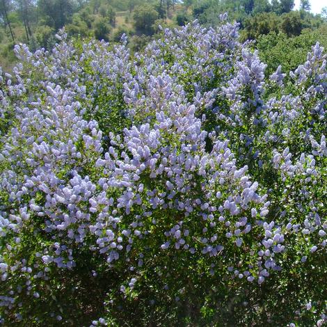 Ceanothus L.T. Blue, Mountain Lilac is a very drought tolerant Mountain Lilac. - grid24_12
