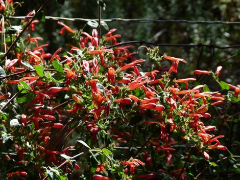 There are some pretty native plants growing in Southern California. - grid24_12