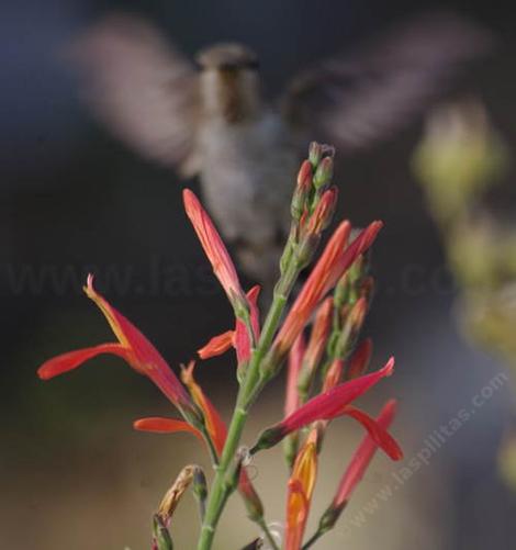 A young Anna Hummingbird on a Beloperone californica, Chuparosa. - grid24_12