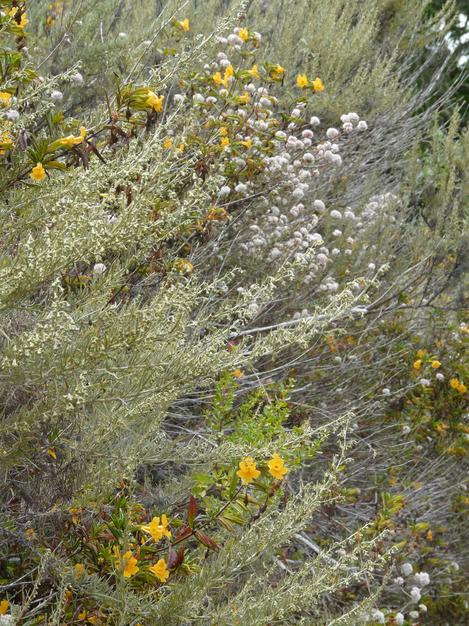 Artemisia californica on a coastal trail with Coyote Bush, Sticky Monkey Flower and Cliff Buckwheat. - grid24_12