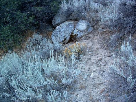 Artemisia tridentata, Great Basin Sagebrush,  up by Walker pass. - grid24_12