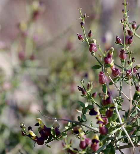  Salazaria mexicana, Bladder-Sage look like Figwort mixed with a Pea flower. - grid24_12