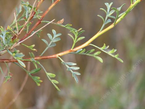 Psorothamnus arborescens simplicifolius, California Indigo Bush leaves - grid24_12