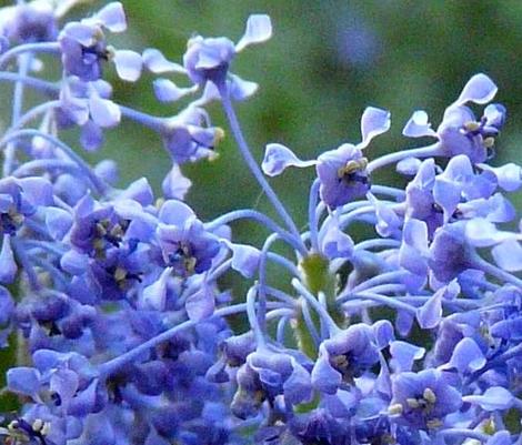 A close up of Ceanothus Sierra Blue flowers. - grid24_12