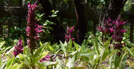 Salvia spathacea, Las Pilitas Hummingbird Sage as groundcover. - grid24_12